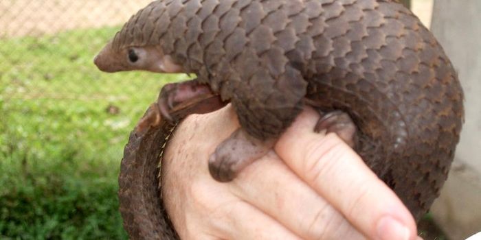China discovers 3,000 kg of smuggled pangolins scales