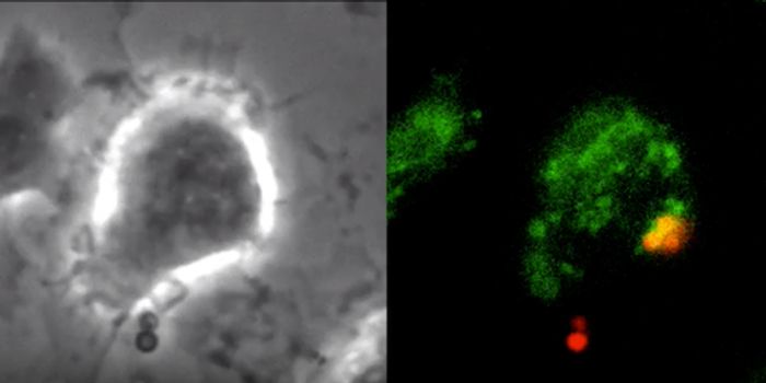 How Mitochondria can Help the Cell Fight Pathogens