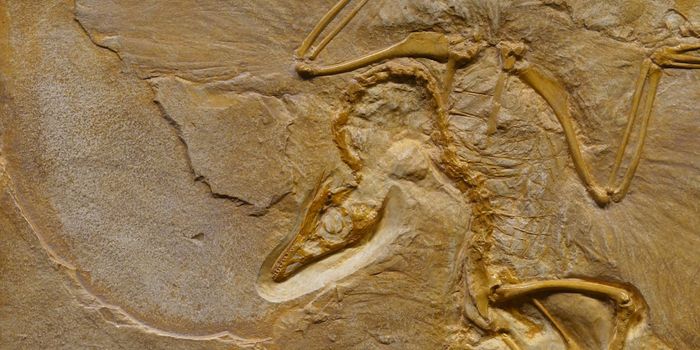 New Details About Earth's First Mass Extinction Unveiled by Geobiologists