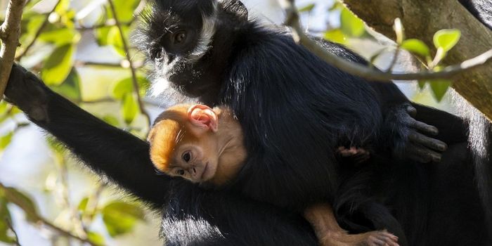 Taronga Zoo Welcomes Birth of Elusive Monkey