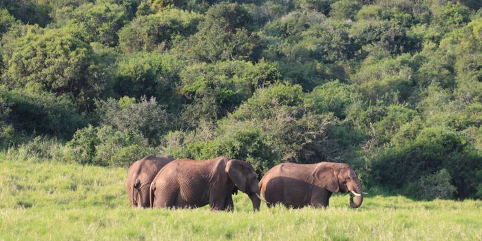 The Major Impact of Megafauna