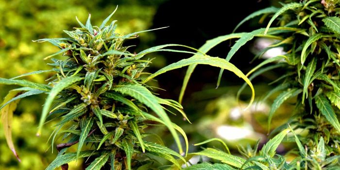 US Healthcare Workers Need More Cannabis Education