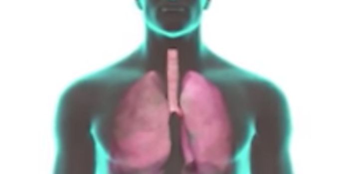 Bioengineered Lung Successfully Grown and Transplanted