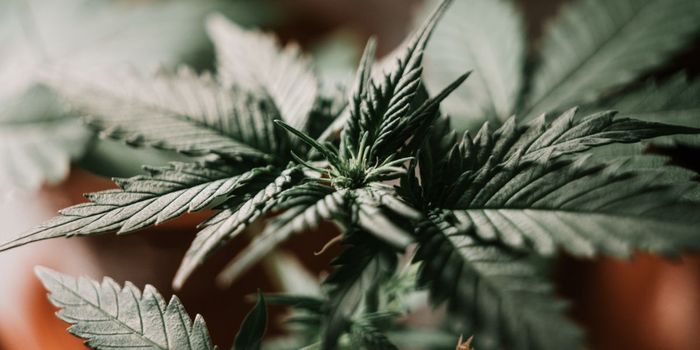 Over 80% Patients Think Doctors are Uninformed on Medical Marijuana