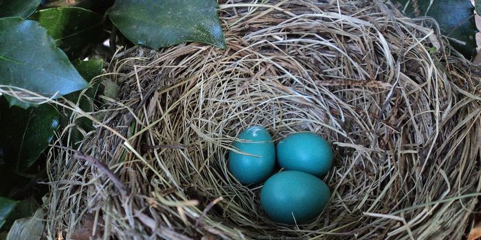 These Parasitizing Birds Match Their Egg Size to Their Host's