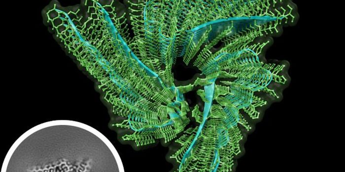 Amyloids Are Linked to Disease, But One Has a Functional Role