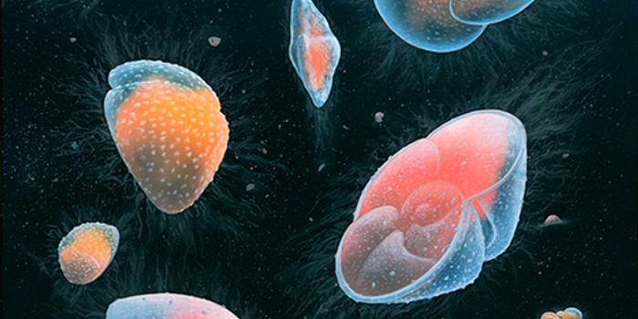 500,000 Fossils Used to Solve 200-Year-Old Scientific Mystery