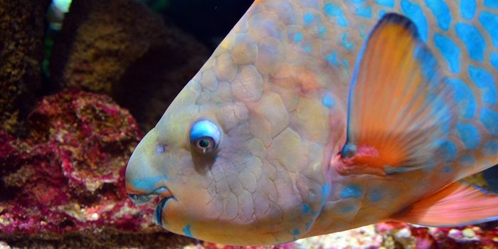 Fish With 'Specialist' Diets Face Severe Survival Challenges