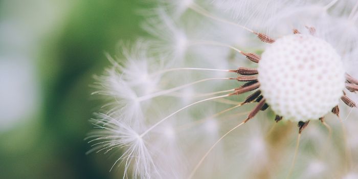Battery-free Sensors That Float Like Dandelion Seeds