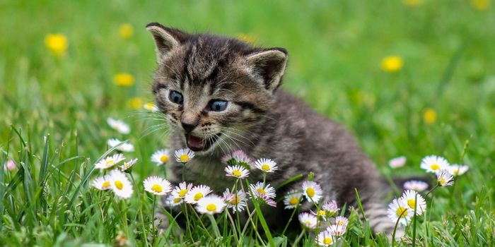 Cats Prefer Free Food Over Food that Requires Effort