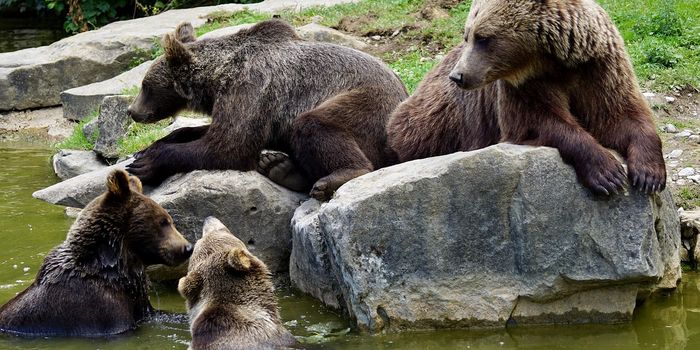 Are Brown Bear Cubs Staying Close to Their Mothers for Longer?