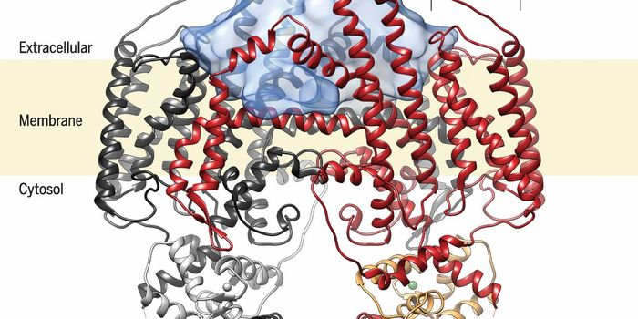 Cutting Edge Technique Explains Vitamin A Transport