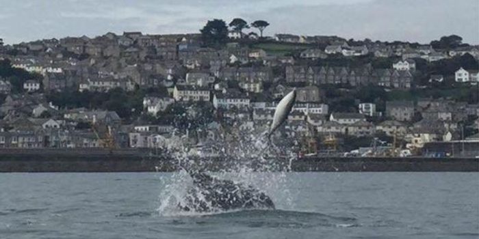 Dolphin Photographed While Launching Porpoise Several Feet Into the Air