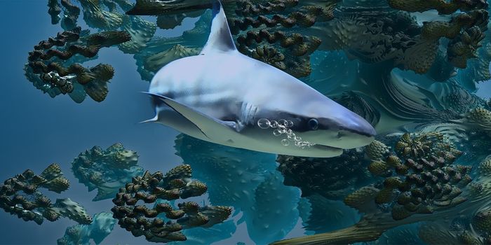 Fewer Sharks Trigger Smaller Eyes and Fins in Fish, Study Finds