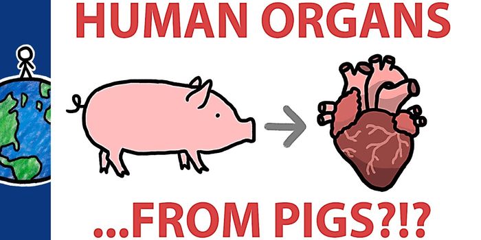 How Pigs Can Help Transplant Patients Get Off the Waitlist