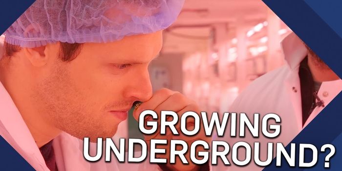 Hydroponics: The Science of Growing Plants without Soil