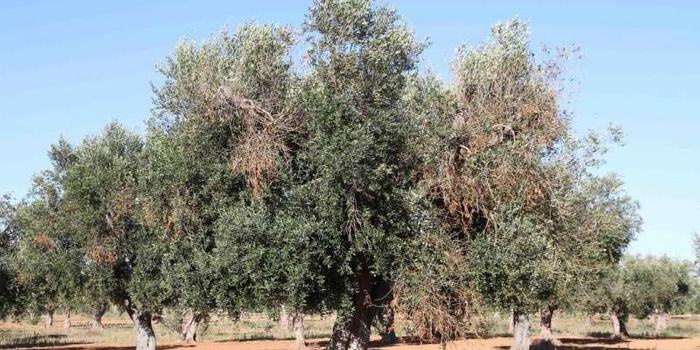 Airborne Monitoring Could Save Olive Trees From a Pesky Bacterium