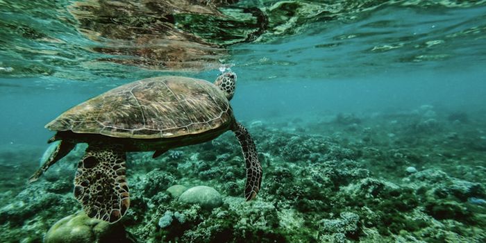 Animals May Sense the Magnetic Field Because of Bacteria