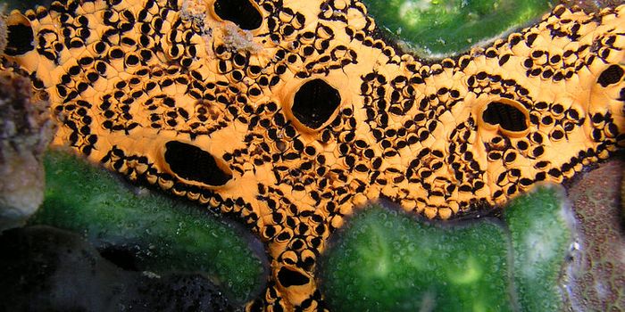 A Tiny Marine Invertebrate Can Protect You From Heart Disease