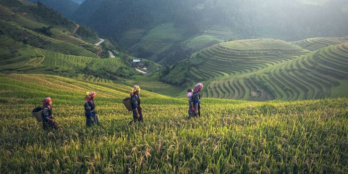 Genetic Analysis Reveals Cannabis First Grown in China