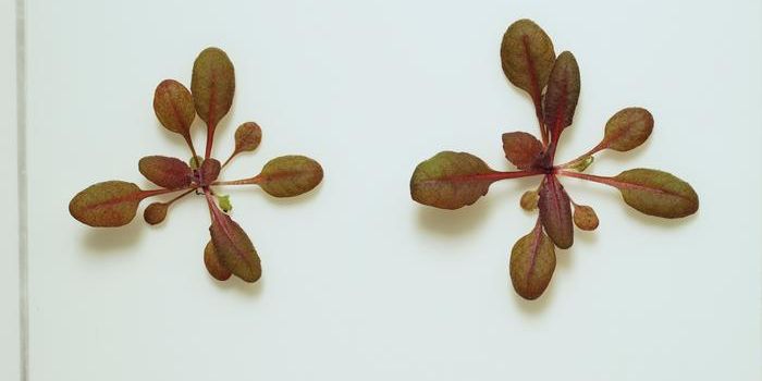Turning Plants Red: A Breakthrough in Environmental Sensing