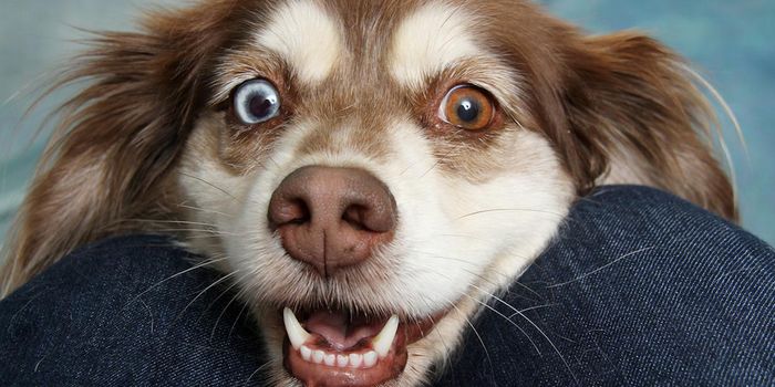 Research Indicates Dog Breed Doesn't Determine Personality