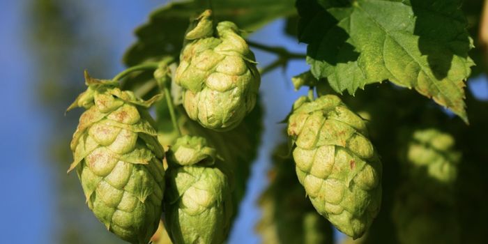 How Climate Change Could Impact Beer