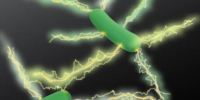Electrically Conductive Filaments Found in Many Microbial Species