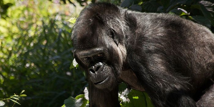 Violence in Overcrowded in Gorilla Groups Slows Population Growth