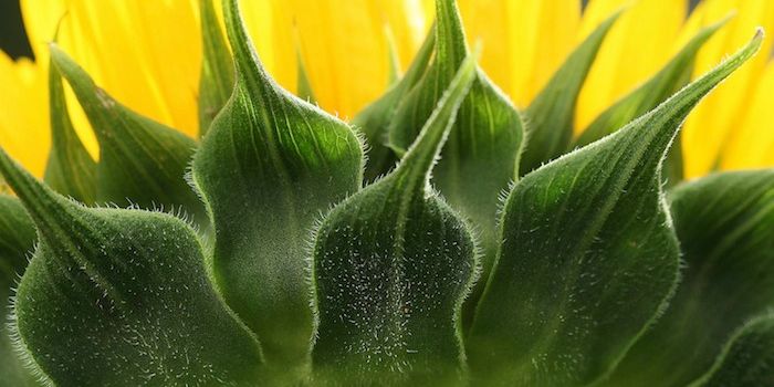 Single-cell structures shed light on how plants get their shape