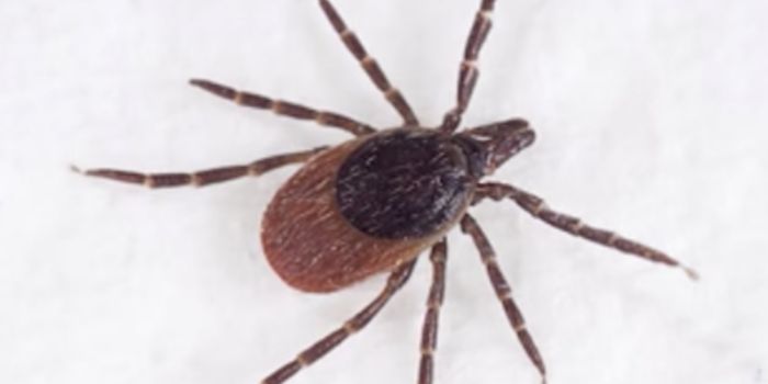 A Bacterial Protein Powers Lyme Disease