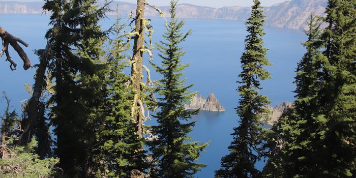 Celebrating Trees on Arbor Day