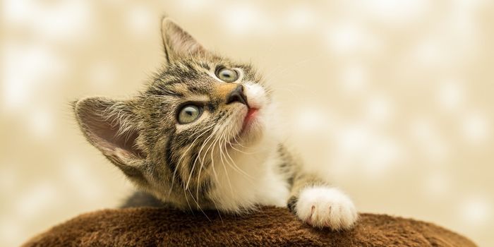 There's More to a Cat's Whiskers Than You Think
