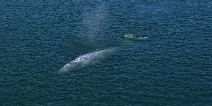 Gray Whale Population Declines by 24%