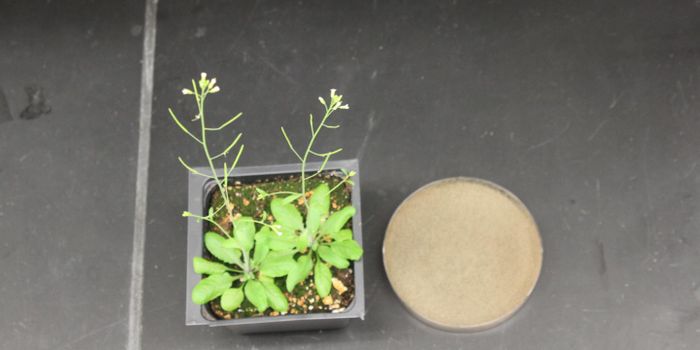 Plant and Human Cellular Similarity - Raising the Alarm for An Immune Attack