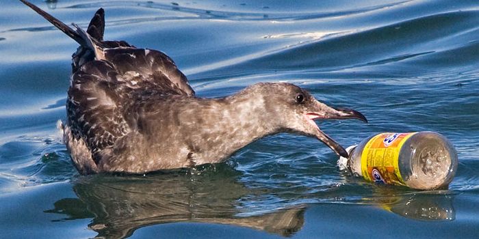 Many Sea Birds Mistake Plastic for Food, and Here's Why
