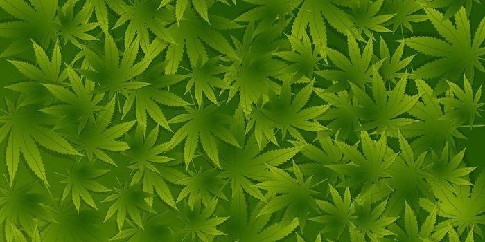 Potential Health Risks of Contaminants In Cannabis and Hemp