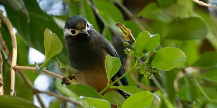 Evolutionary shift in flower shape linked to bird pollinators