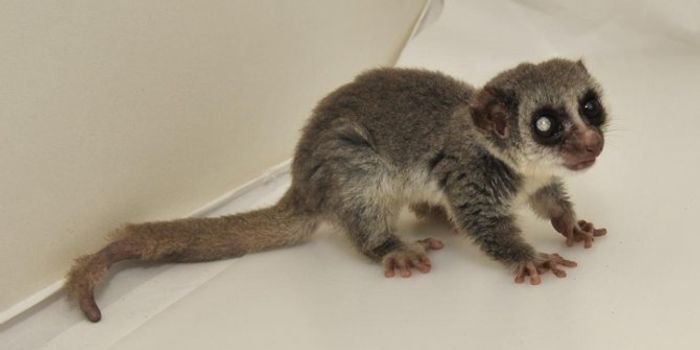 Long Sleeps Mean a Long Life for Lemurs