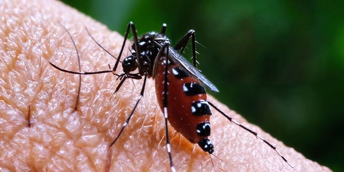 Antibody Discovery Improves Malaria Treatment