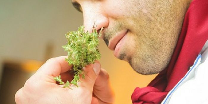 Why Smells Can Bring Back Memories