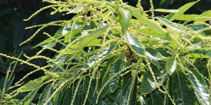 Natural Antibiotic in Chestnut Leaves Can Eliminate MRSA