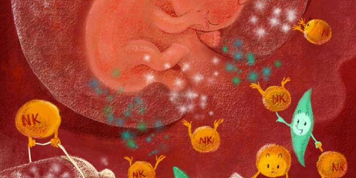 Nourishing Immune Cells in the Uterus Promote Early Fetal Growth