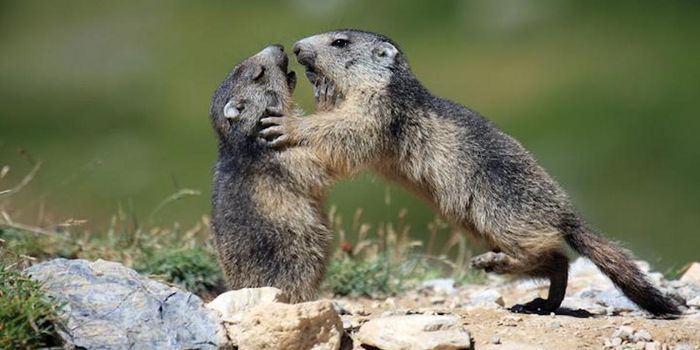 Genetic Diversity is Impacted by Climate Change