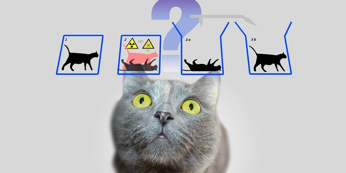 Reality Splits and Many Worlds: What Can Schrodinger's Cat Teach Us About Quantum Physics?