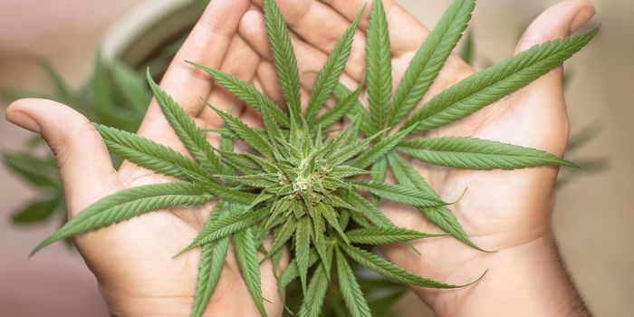 Cannabis Use Doubles Risk of Cardiovascular Death