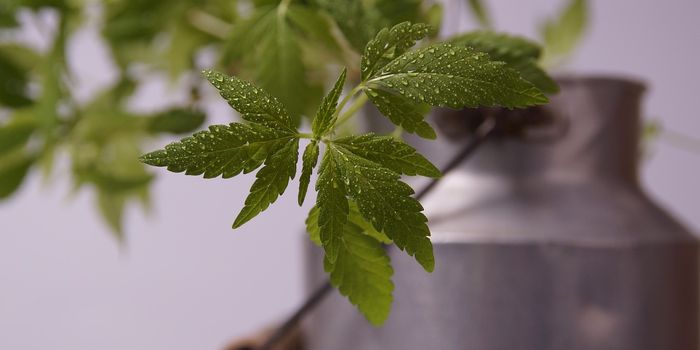 Study Examines CBD Use and Liver Safety