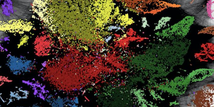 Tracing the Cells of an Animal to Their Origins