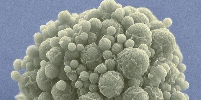 A Life Form from Synthetic Cells