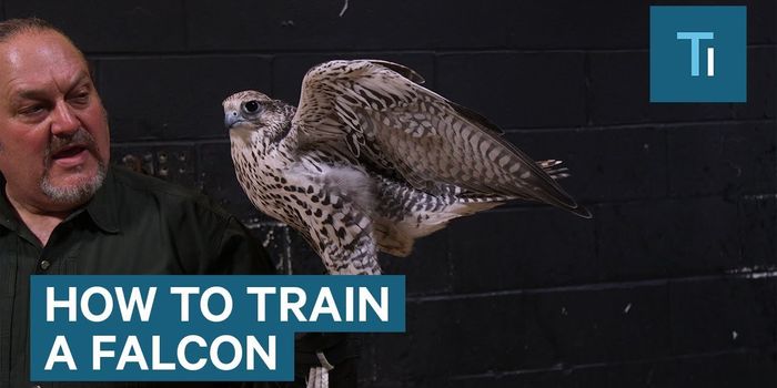 The Bond Between a Falcon and its Falconer